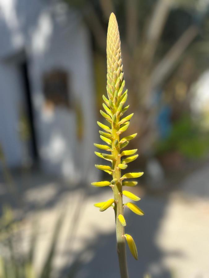 לינה וארוחת בוקר Dici Co-Living Housing קאבו סן לוקאס מראה חיצוני תמונה