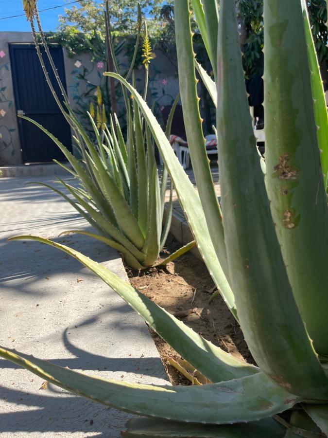 לינה וארוחת בוקר Dici Co-Living Housing קאבו סן לוקאס מראה חיצוני תמונה
